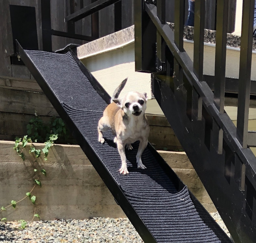 accesibility ramp for dog